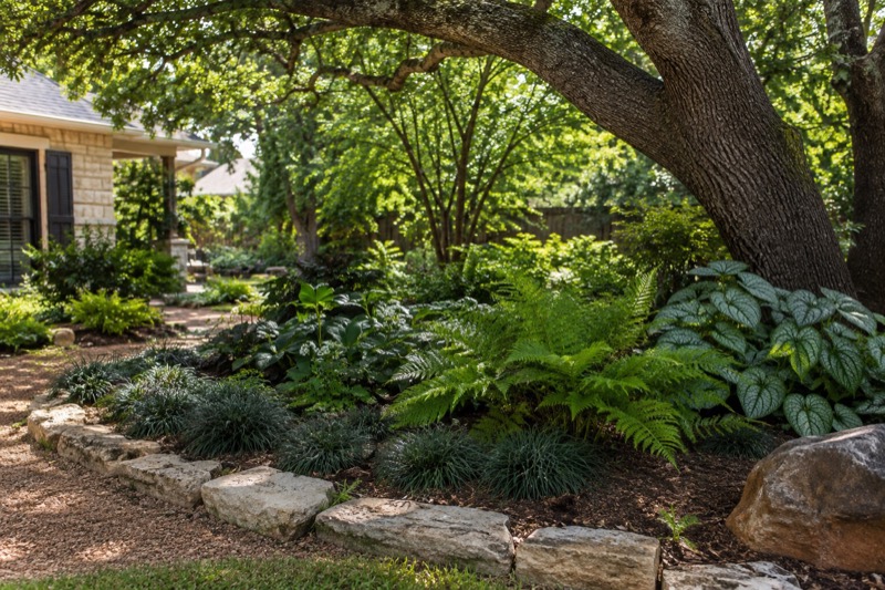 Illustrative thoughtful shade planting for a North Texas residential landscape